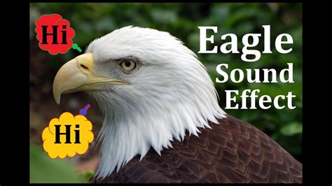 Eagle Sound Effect