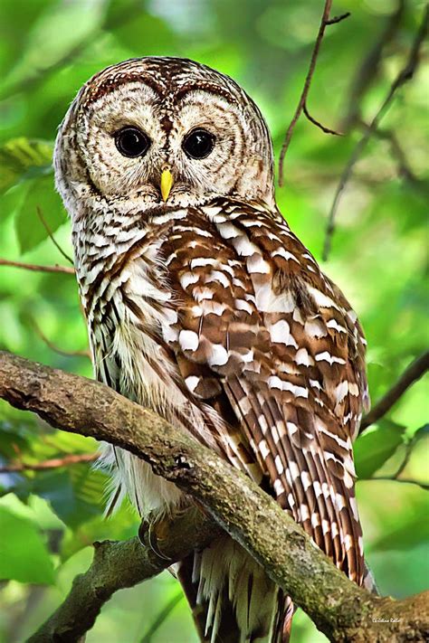 Hoot Owl Ringtone Free