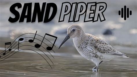 Sandpiper Bird Sound