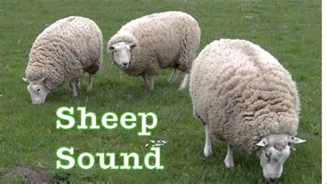 Sheep Sounds