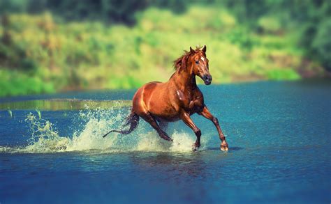 Horses to Water Ringtone