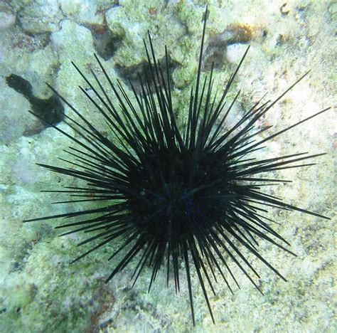 Urchins Ringtone